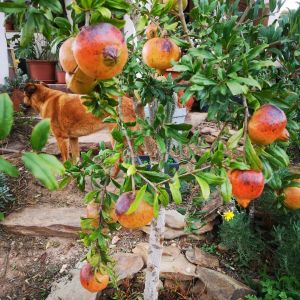 alentejo permaculture tour