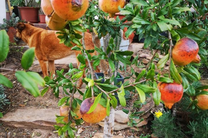 alentejo permaculture tour