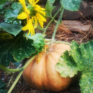 alentejo permaculture tour