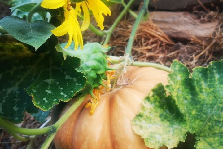 alentejo permaculture tour