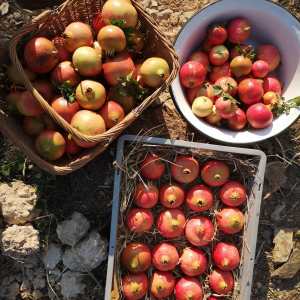 alentejo permaculture tour