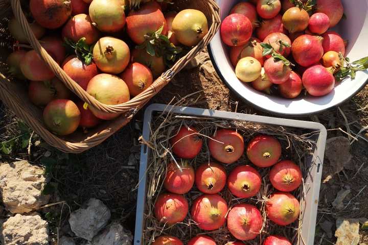 alentejo permaculture tour