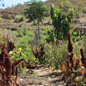 alentejo permaculture tour