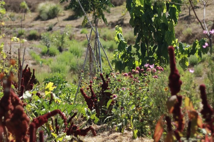 alentejo permaculture tour