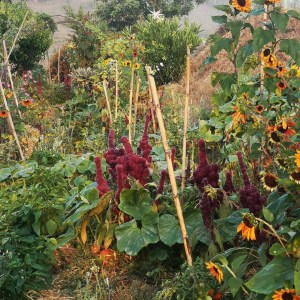 alentejo permaculture tour