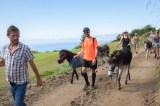 donkey tour azores