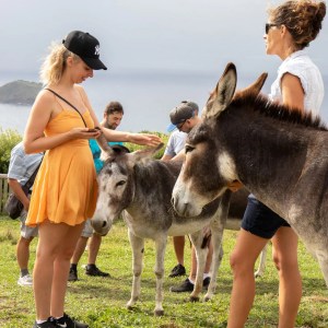 donkey tour azores