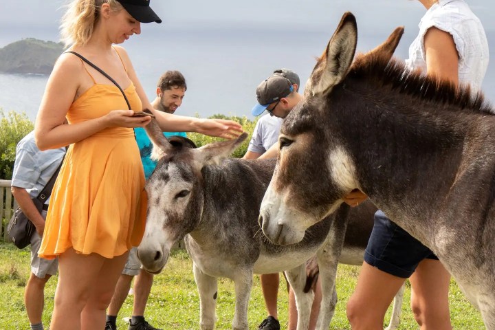 donkey tour azores