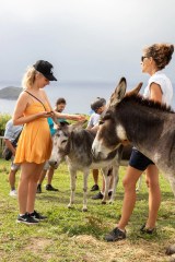 donkey tour azores