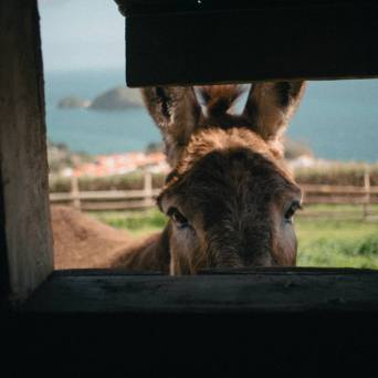 donkey tour azores