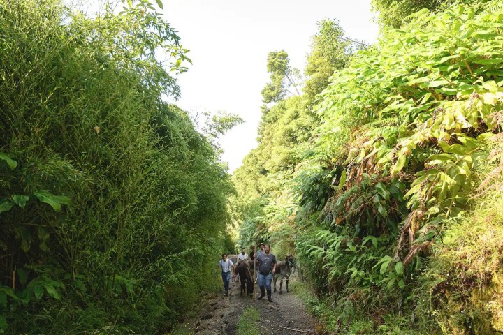 donkey tour azores