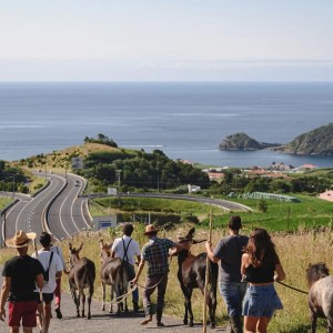 donkey tour azores