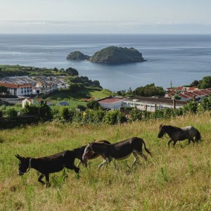 donkey tour azores