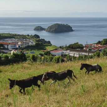 donkey tour azores