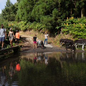 donkey tour azores