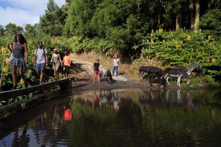 donkey tour azores