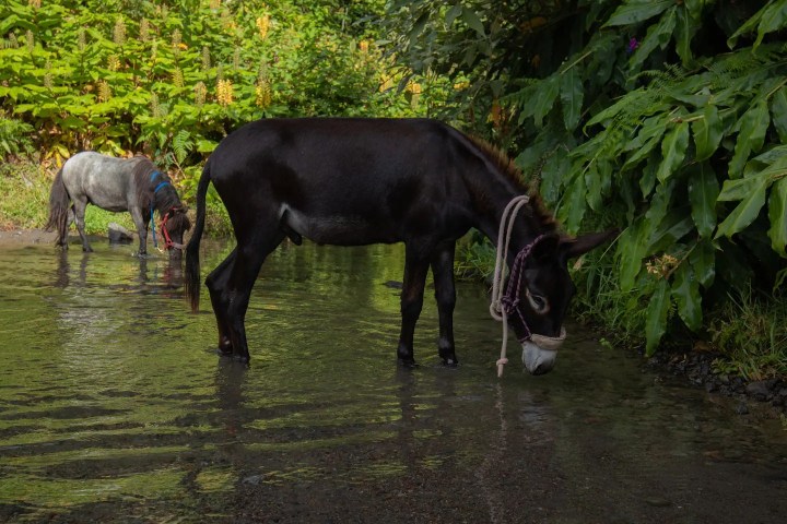 donkey tour azores