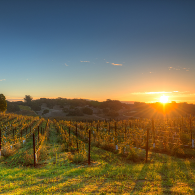 a close up of a lush green field
