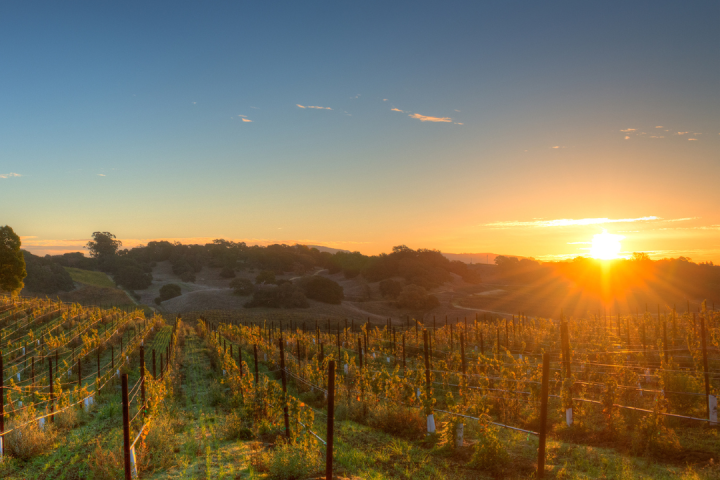a close up of a lush green field