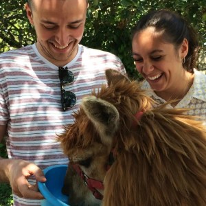 Alpaca Farm Experience