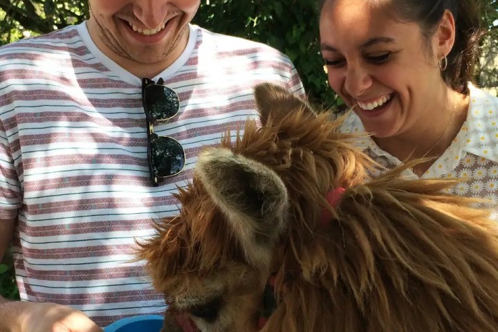 Alpaca Farm Experience