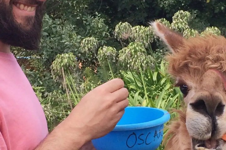 Alpaca Farm Experience