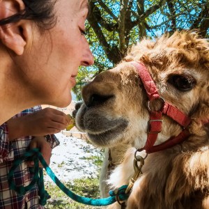 Alpaca Farm Experience