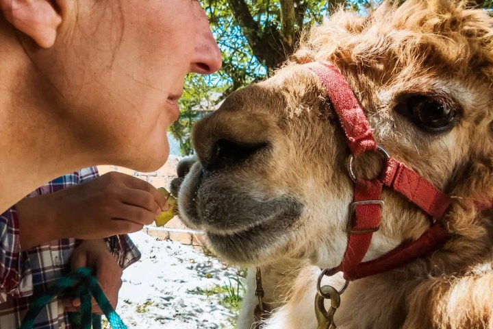 Alpaca Farm Experience
