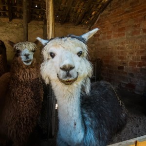 Alpaca Farm Experience