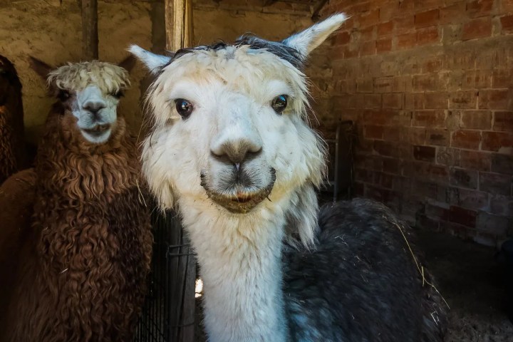 Alpaca Farm Experience