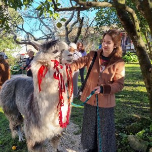 Alpaca Farm Experience