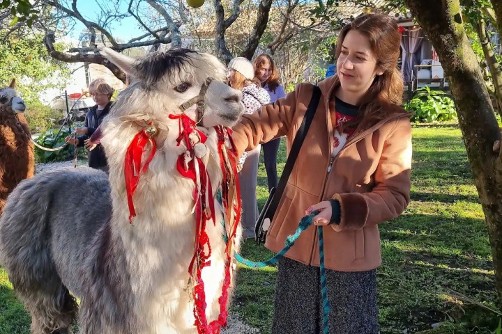 Alpaca Farm Experience