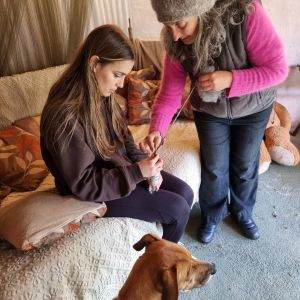 Alpaca Farm Experience