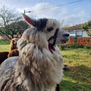 Alpaca Farm Experience