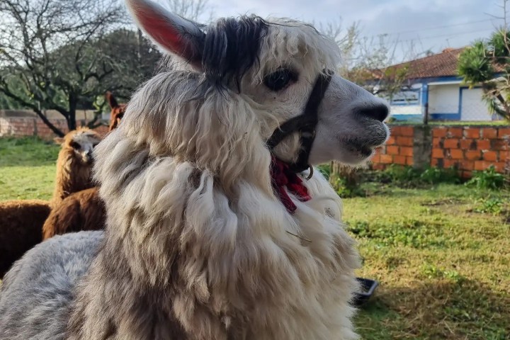 Alpaca Farm Experience