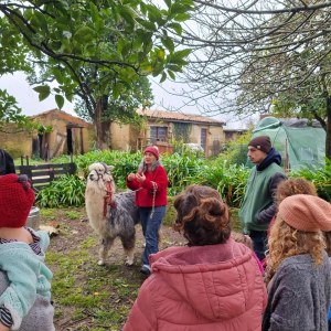Alpaca Farm Experience