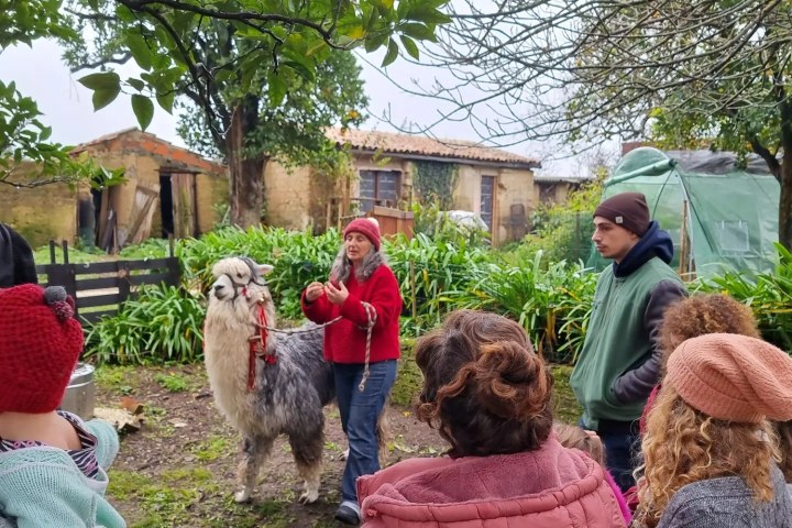 Alpaca Farm Experience