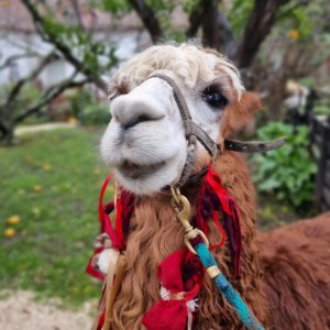 Alpaca Farm Experience