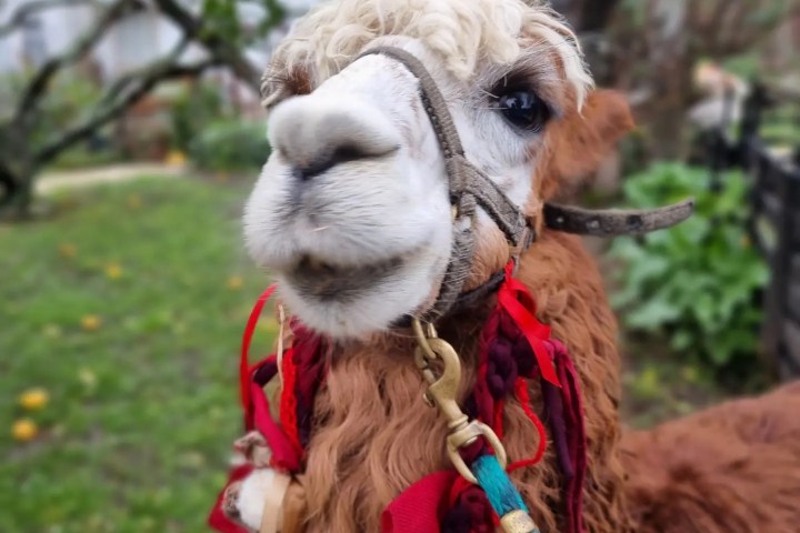 Alpaca Farm Experience