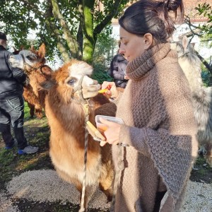 Alpaca Farm Experience