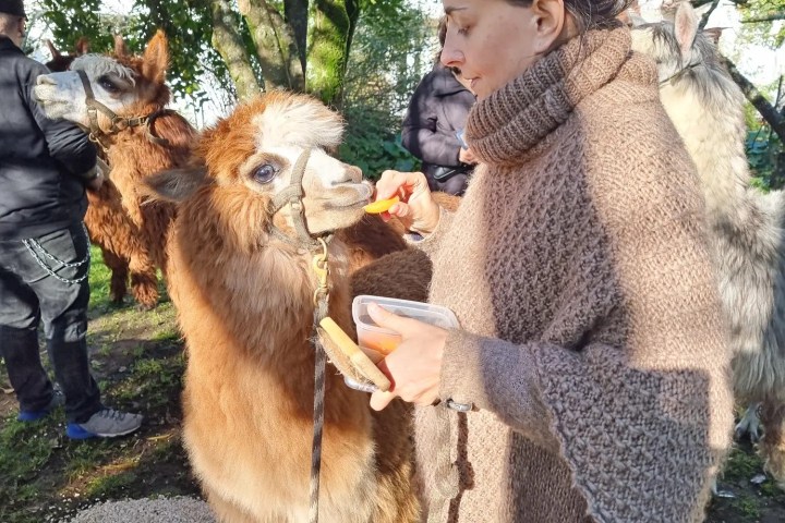 Alpaca Farm Experience