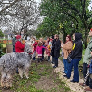 Alpaca Farm Experience