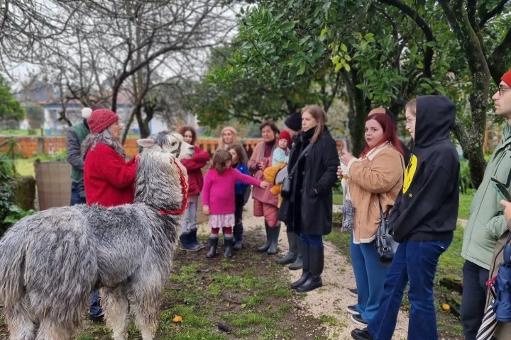 Alpaca Farm Experience