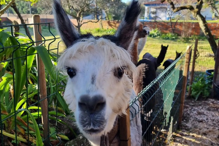 Alpaca Farm Experience