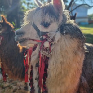 Alpaca Farm Experience