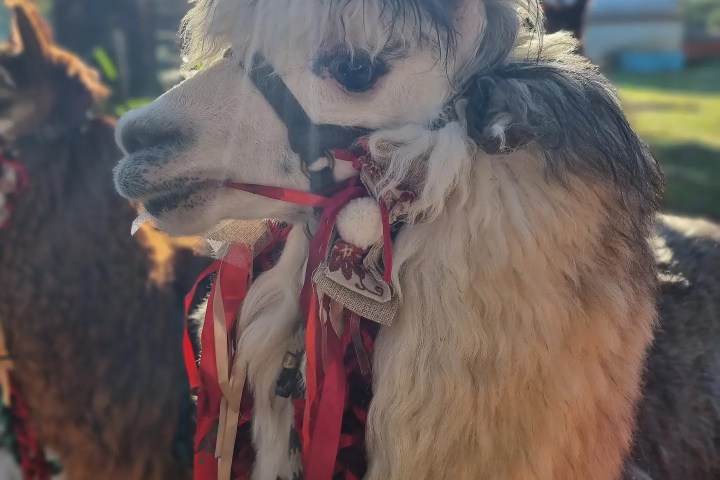 Alpaca Farm Experience