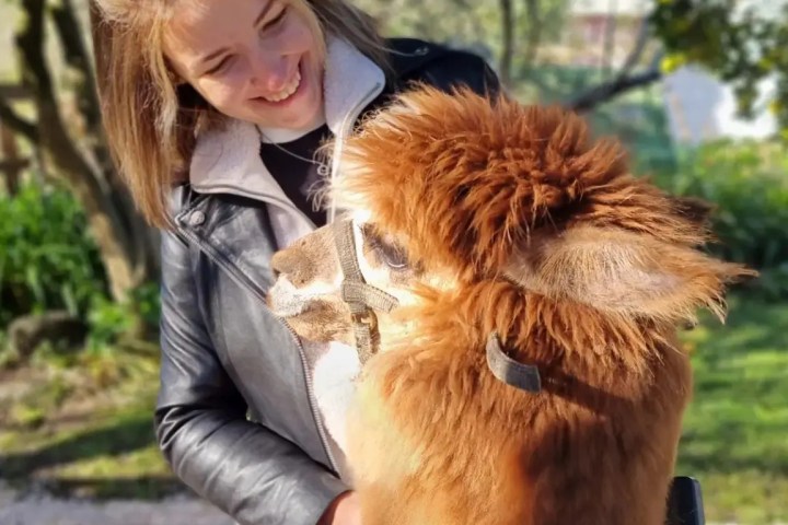 Alpaca Farm Experience