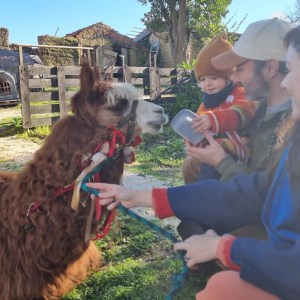 Alpaca Farm Experience