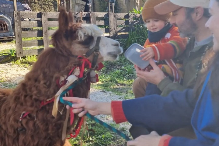Alpaca Farm Experience