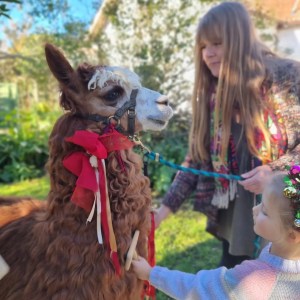 Alpaca Farm Experience